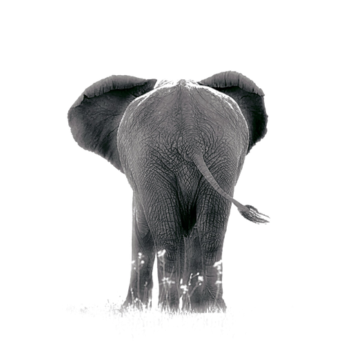 Elephant Tools